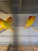 Lutino opaline collies, Dieren en Toebehoren, Vogels | Parkieten en Papegaaien, Meerdere dieren, Parkiet