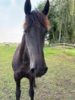 3 Friese Hengste tekoop, Dieren en Toebehoren, Hengst, Minder dan 160 cm, Dressuurpaard, 3 tot 6 jaar