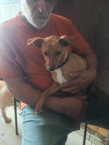 Cricket lief klein reutje  beschikbaar voor biedingen