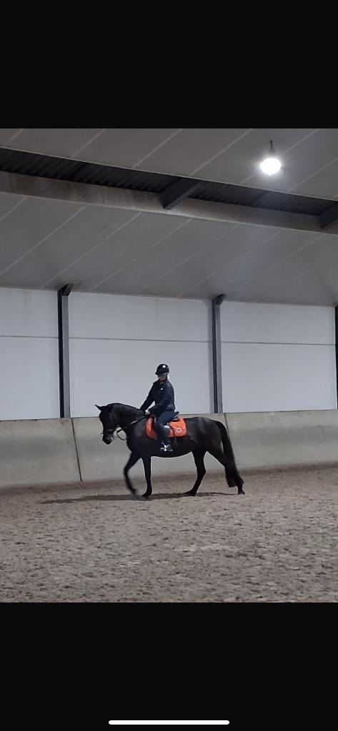 bijrijder aangeboden, Dieren en Toebehoren, Paarden en Pony's | Overige Paardenspullen, Nieuw, Overige soorten, Ophalen of Verzenden