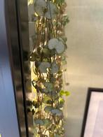 String of hearts silver glory, stek, Huis en Inrichting, Kamerplanten, Ophalen of Verzenden, Overige soorten, Minder dan 100 cm