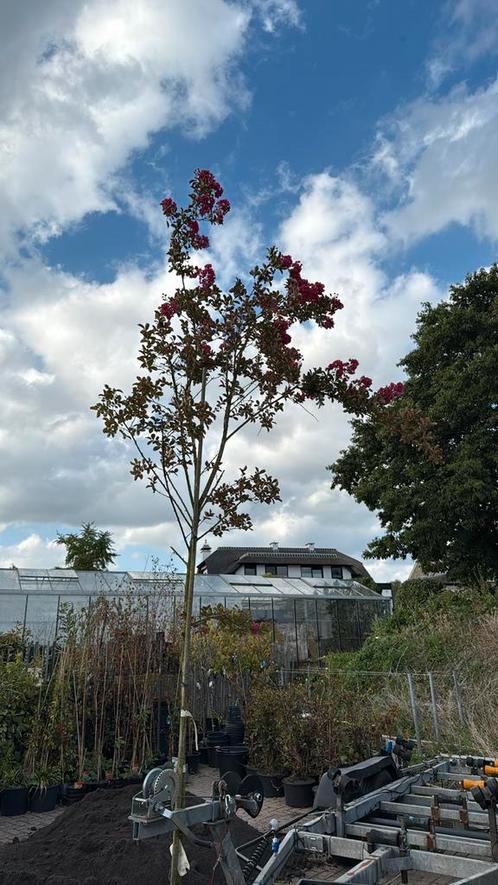 Lagerstroemia boom zeer uniek hoog rond 3,5 /4 meter 1st, Tuin en Terras, Planten | Bomen, Overige soorten, 250 tot 400 cm, Volle zon