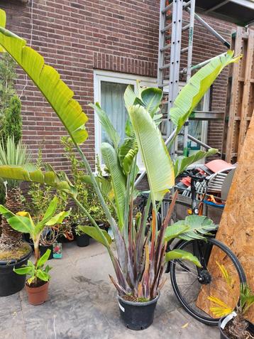 Strelitzia Nicolai - Paradijsvogelplant beschikbaar voor biedingen