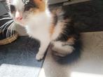 Kittens, Dieren en Toebehoren, Katten en Kittens | Overige Katten, Meerdere dieren