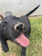 Stabij x Cocker pups Lief, sociaal & direct beschikbaar, Dieren en Toebehoren, Honden | Niet-rashonden, Nederland, CDV (hondenziekte)