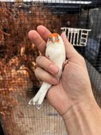 super mooie bonte majoor putter man, Mannelijk, Wildzangvogel, Geringd