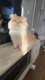 Aangeboden voor dekking – Gouden kater NY12 langhaar