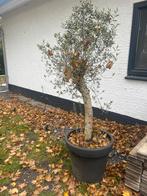 Olijfboom in pot - Mooie tuinplant, Bloeit niet, Ophalen of Verzenden, 100 tot 250 cm, Olijfboom