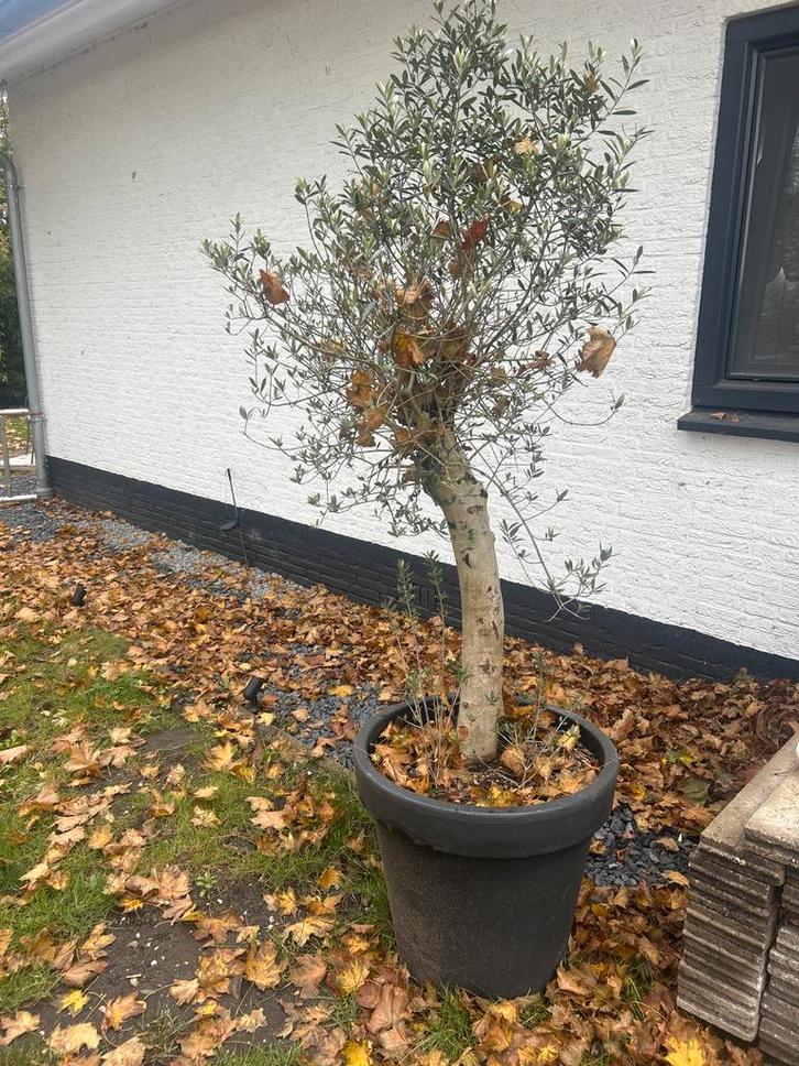 Olijfboom in pot - Mooie tuinplant, Tuin en Terras, Planten | Bomen, Olijfboom, 100 tot 250 cm, Volle zon, Bloeit niet, In pot
