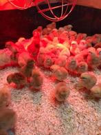 Bruine Legkip kuikens lohmann, Vrouwelijk, Kip