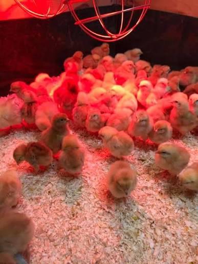 Bruine Legkip kuikens lohmann, Dieren en Toebehoren, Pluimvee, Kip, Vrouwelijk