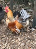 Serama kriel kruising haan, Dieren en Toebehoren, Pluimvee, Mannelijk, Kip