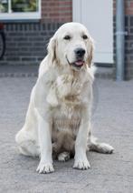 Golden Retriever, 6 jaar of ouder, Golden retriever, Rabiës (hondsdolheid), Teef