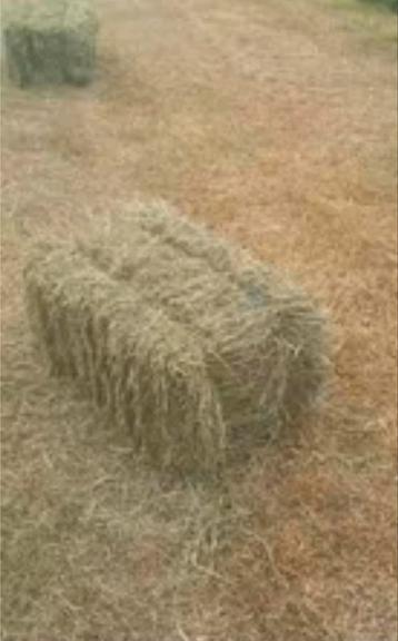 Kleine hooibaaltjes juni  eerste snit 2025 beschikbaar voor biedingen