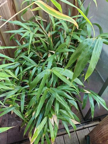 3 x Pseudosasa Japonica (bamboe) beschikbaar voor biedingen