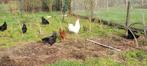 Kippen haan, Dieren en Toebehoren, Pluimvee, Mannelijk, Kip