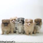 Dwergkees pups te koop, Rabiës (hondsdolheid), Meerdere, Keeshond, Meerdere dieren