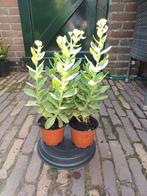 Sedum herbtsfreude ( Hemelsleutel), Ophalen, Zomer, Overige soorten, Volle zon