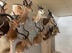 Opgezette dieren antilope taxidermy veel keus, Verzamelen, Dierenverzamelingen, Ophalen of Verzenden, Opgezet dier