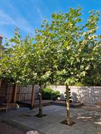 Volwassen Dakplatanen zoeken nieuwe tuin!, Tuin en Terras, Ophalen, Halfschaduw, Overige soorten