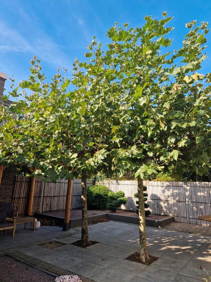 Volwassen Dakplatanen zoeken nieuwe tuin!, Tuin en Terras, Planten | Bomen, Overige soorten, Halfschaduw, Ophalen