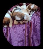 Boomer pups geboren 13-08-2025, Rabiës (hondsdolheid), 8 tot 15 weken, Meerdere, Meerdere dieren