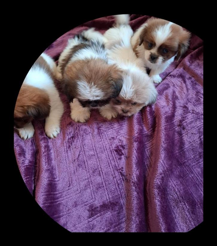 Boomer pups geboren 13-08-2025, Dieren en Toebehoren, Honden | Niet-rashonden, Klein, Meerdere dieren, Particulier, Meerdere, Nederland