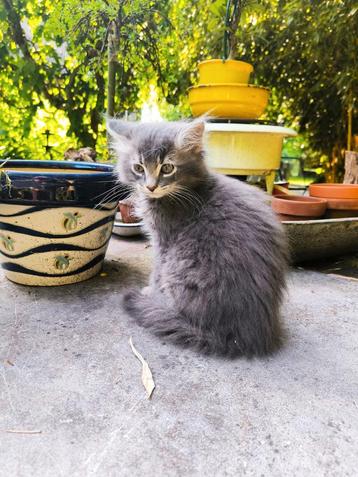 2 witte broertjes. Moeder Siberische vader RagdollxMaine Co beschikbaar voor biedingen