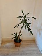 Dracaena Kamerplant, Ophalen, Overige soorten, Halfschaduw, In pot