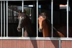 Twee jaarling merries van MBH Freelance KWPN, Merrie, Met stamboom, Niet van toepassing, Dressuurpaard