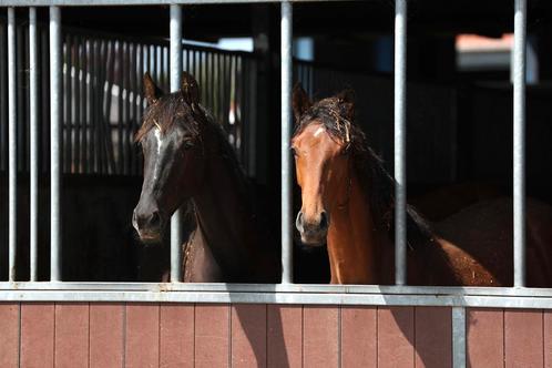 Twee jaarling merries van MBH Freelance KWPN, Dieren en Toebehoren, Paarden, Merrie, Niet van toepassing, 160 tot 165 cm, 0 tot 2 jaar