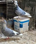 Syrisch duiven een koppel, Dieren en Toebehoren, Vogels | Duiven
