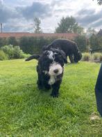 Bernedoodle pups, Overige rassen, 8 tot 15 weken, Meerdere, Meerdere dieren