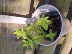Munt, Tuin en Terras, Ophalen, Zomer, Kruiden, Volle zon