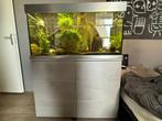 Aquarium inclusief vissen, Ophalen, Zo goed als nieuw, Gevuld zoetwateraquarium