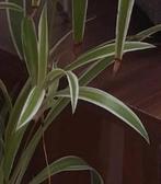 Graslelie stekjes (Chlorophytum), Ophalen, Halfschaduw, Minder dan 100 cm