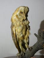 Opgezette Uil, Ophalen of Verzenden, Gebruikt, Opgezet dier