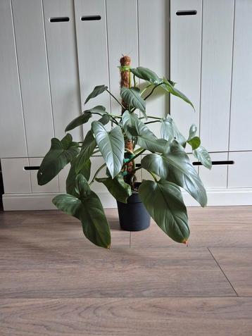 Philodendron Silver Queen op Mospaal - 75cm beschikbaar voor biedingen