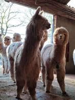 Te koop diverse alpaca's, Meerdere dieren