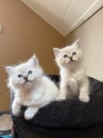 Ragdoll kittens uit kampioenslijn aangeboden, Dieren en Toebehoren, Katten en Kittens | Raskatten | Langhaar, Meerdere dieren