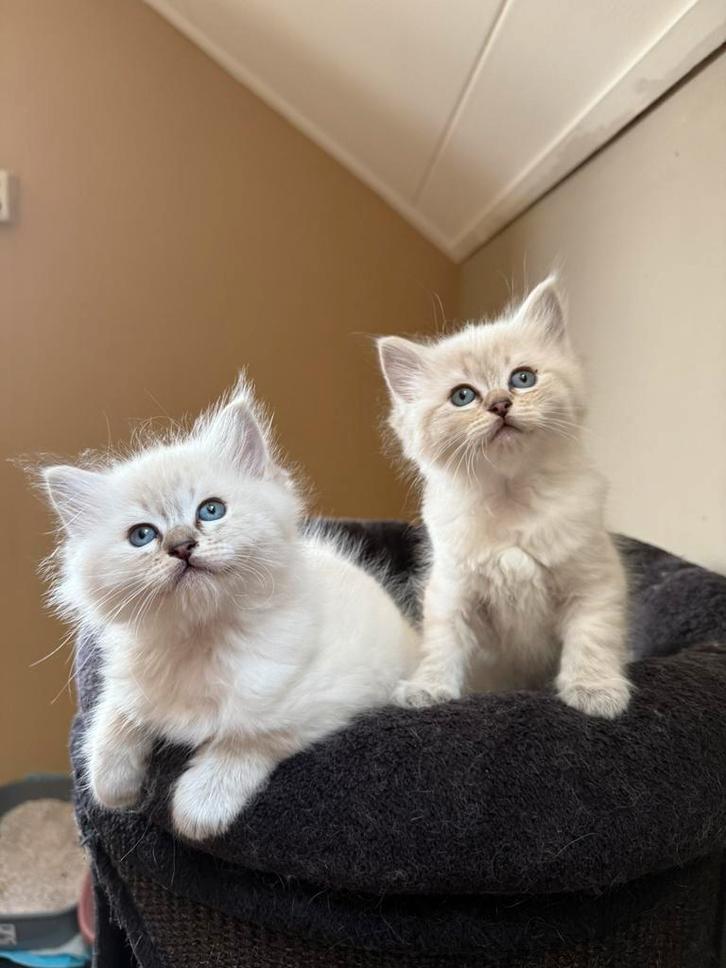 Ragdoll katers uit kampioenslijn aangeboden, Dieren en Toebehoren, Katten en Kittens | Raskatten | Langhaar, Meerdere dieren, 0 tot 2 jaar