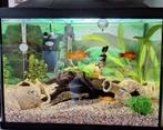 Zoetwater aquarium 60 liter, Ophalen, Zo goed als nieuw, Gevuld zoetwateraquarium