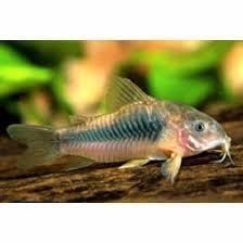 Corydoras aeneus  beschikbaar voor biedingen