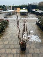 Ribes King Edward - Sierbes, Tuin en Terras, Ophalen, Volle zon, Vaste plant, Fruitplanten