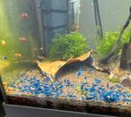 Super blue dream garnalen!  (Blauwe garnalen), Dieren en Toebehoren, Vissen | Aquariumvissen, Kreeft, Krab of Garnaal