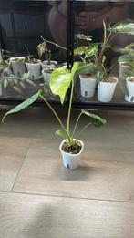 Monstera Thai Constellation, Ophalen, Overige soorten, Minder dan 100 cm
