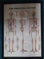 Ingelijste Skelet Poster, Ophalen, Rechthoekig Staand, Met lijst, Zo goed als nieuw