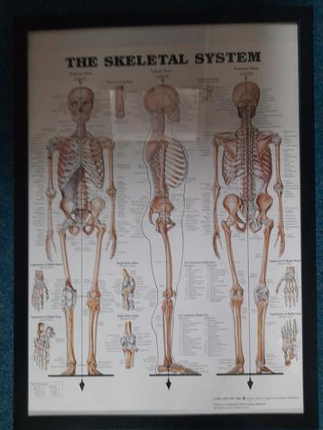 Ingelijste Skelet Poster beschikbaar voor biedingen