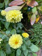 Bol dahlia - geel, Tuin en Terras, Bloembollen en Zaden, Ophalen of Verzenden, Voorjaar, Volle zon, Wortelstok