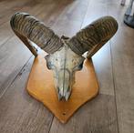 Moeflon schedel Taxidermie, Verzamelen, Dierenverzamelingen, Ophalen, Zo goed als nieuw, Schedel